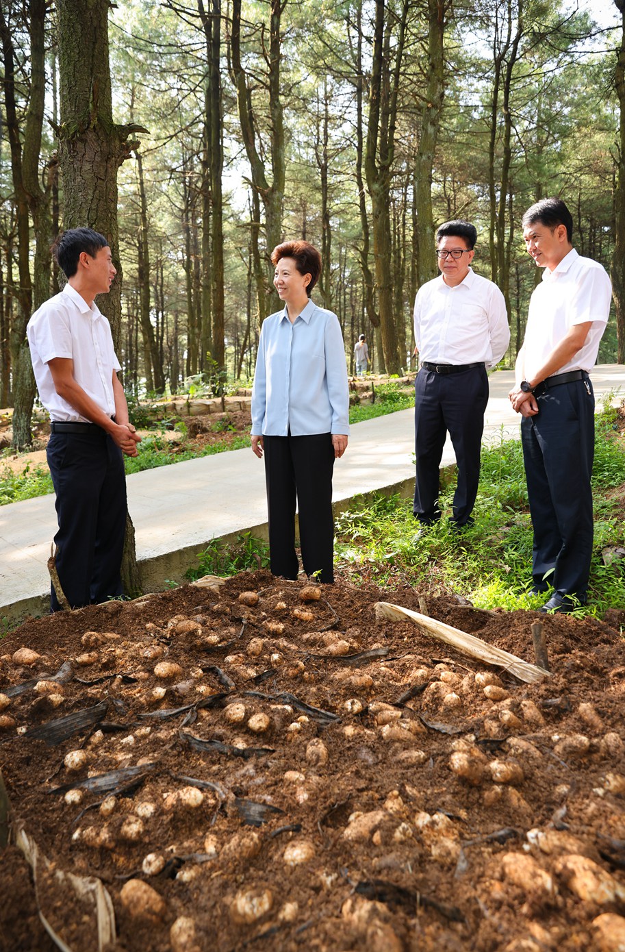 (审定)BK3A8471--1-----2022年8月16日至17日,省委书记、省人大常委会主任谌贻琴深入毕节市金沙县、七星关区、赫章县、大方县调研。图为谌贻琴在赫章县平山国有林场林下天麻示范种植基地考察。贵州日报天眼新闻记者 杜朋城 摄影.jpg